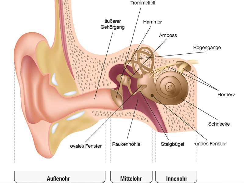 Wie funktioniert das Gehör? 2
